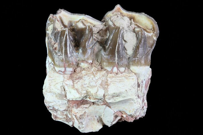 Hyracodon (Running Rhino) Jaw Section - South Dakota #80155